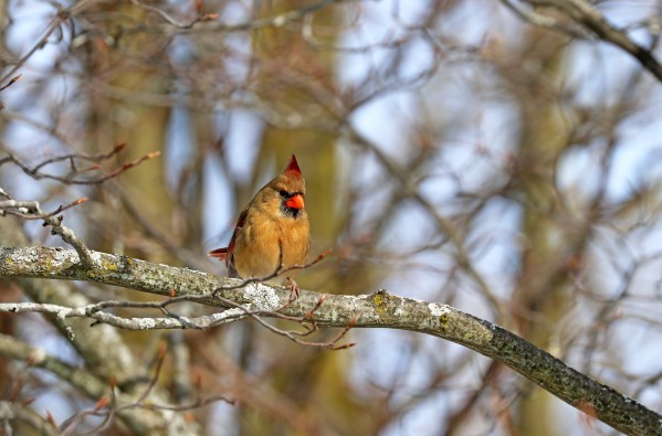Morning Light Female Cardinal by Deb Oppermann